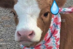 吃瓜搞笑视频 吃瓜抖音,笑料横生，瓜田笑果连连