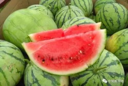 今日吃瓜全集完整版